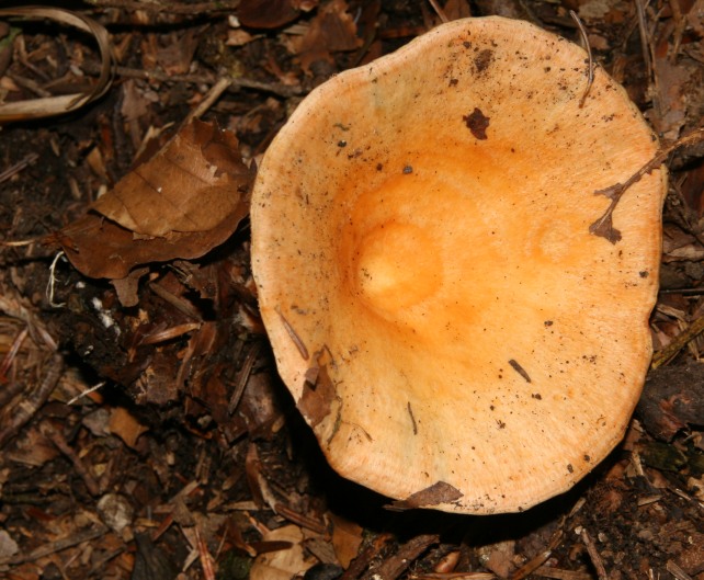 Lactarius salmonicolor (Foresta nera)